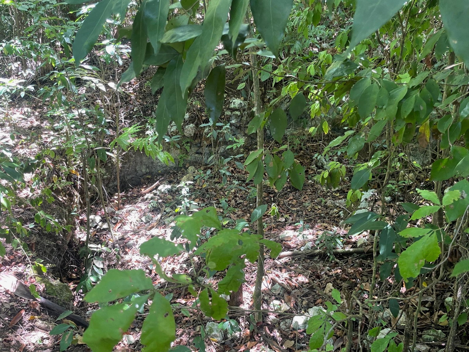 Seventh image of Lot 207- New Ground, Lime Hall, st in Lime Hall, St. Ann, Jamaica - property is For Sale
