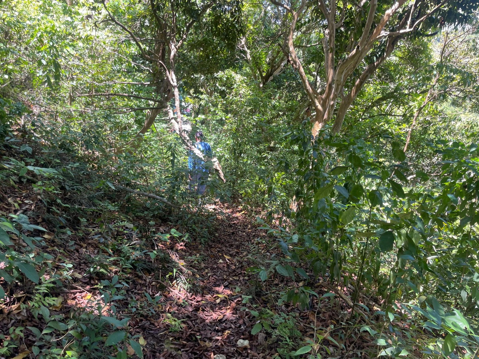 Eighth image of Lot 207- New Ground, Lime Hall, st in Lime Hall, St. Ann, Jamaica - property is For Sale