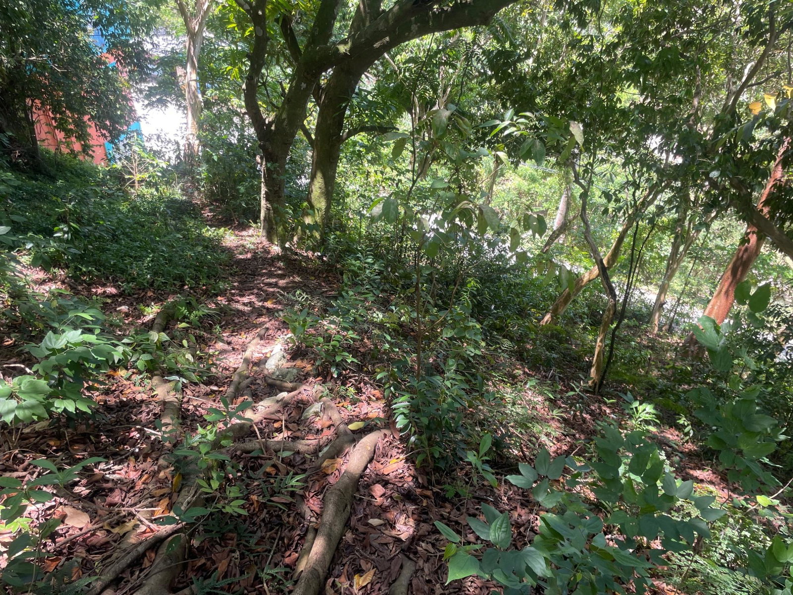 Ninth image of Lot 207- New Ground, Lime Hall, st in Lime Hall, St. Ann, Jamaica - property is For Sale
