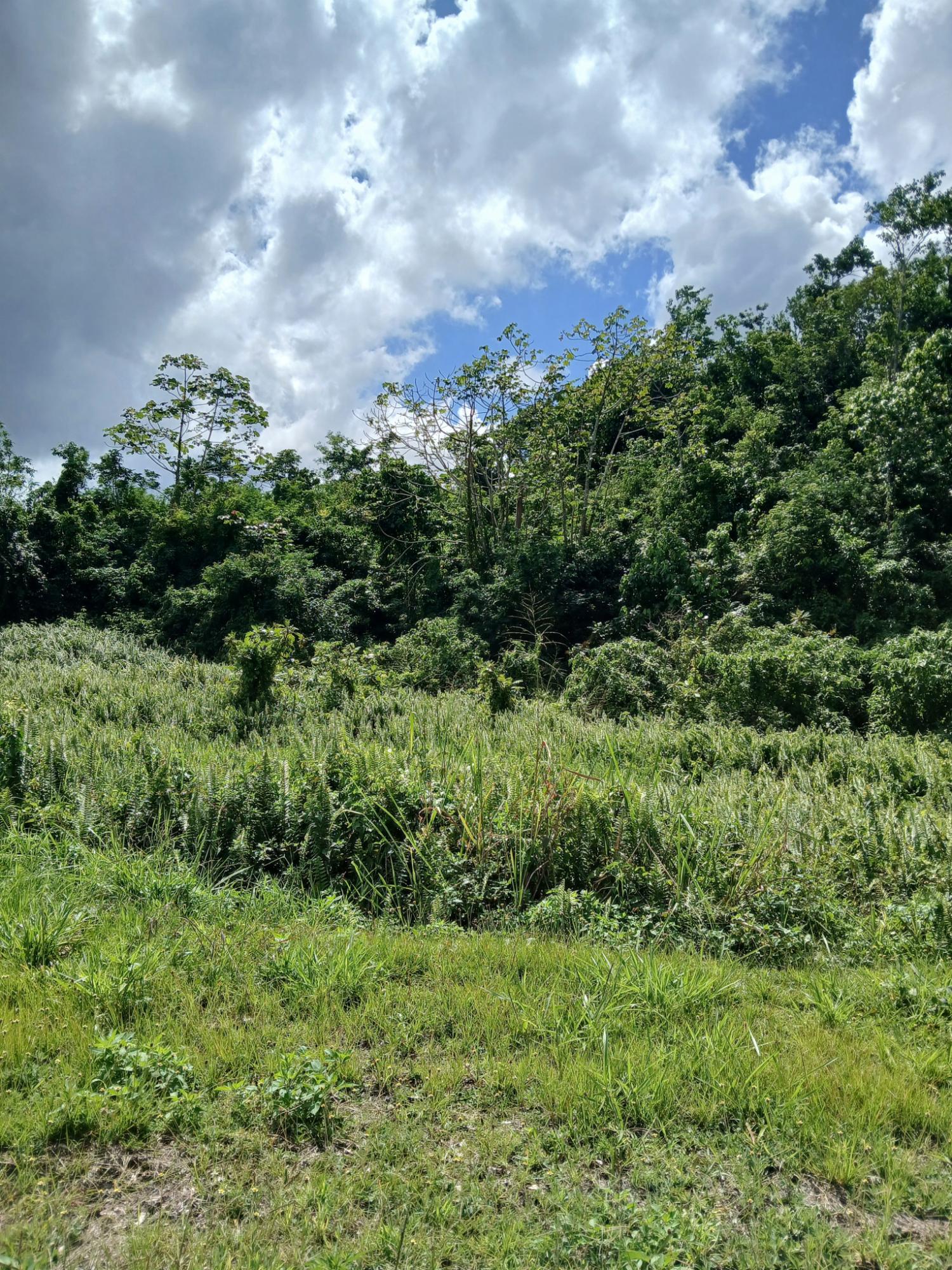 First image of Jews Pen in Linstead, St. Catherine, Jamaica - property is For Sale
