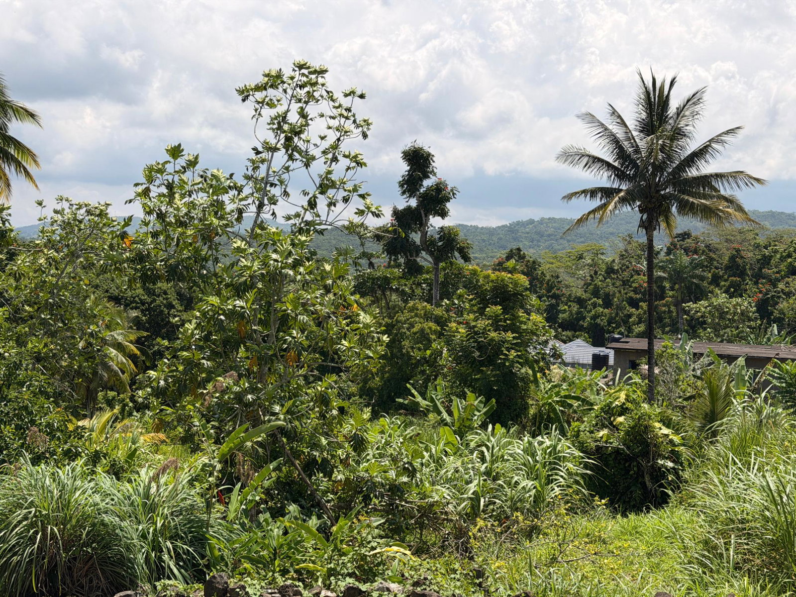 Twentieth image of Lyndale, Highgate in Highgate, St. Mary, Jamaica - property is For Sale