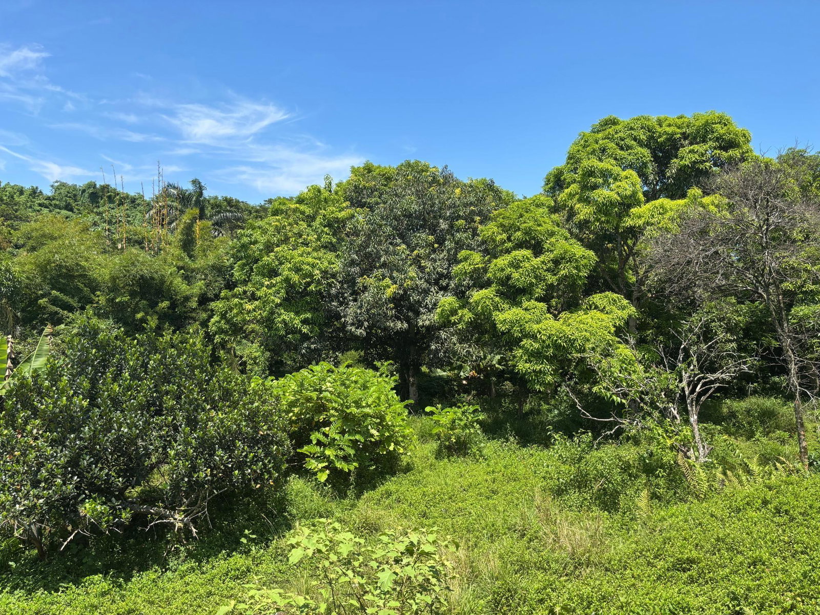 Fourteenth image of 44 Haughton Court, Lucea, ha in Haughton Court, Hanover, Jamaica - property is For Sale