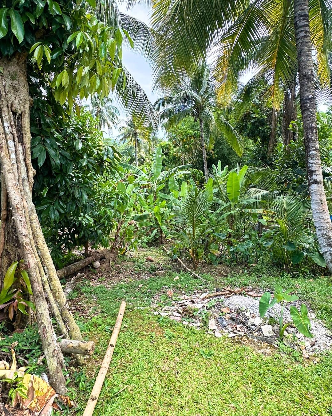 Seventeenth image of Part of Haughton Grove pe in Haughton Grove, Hanover, Jamaica - property is For Sale