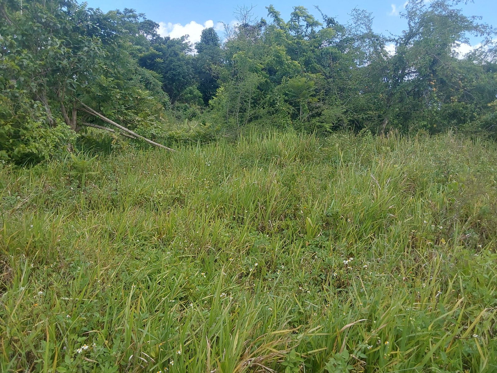 Second image of Williamsfield Pen Manches in Williamsfield, Manchester, Jamaica - property is For Sale