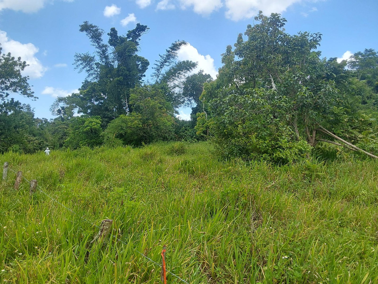 Third image of Williamsfield Pen Manches in Williamsfield, Manchester, Jamaica - property is For Sale