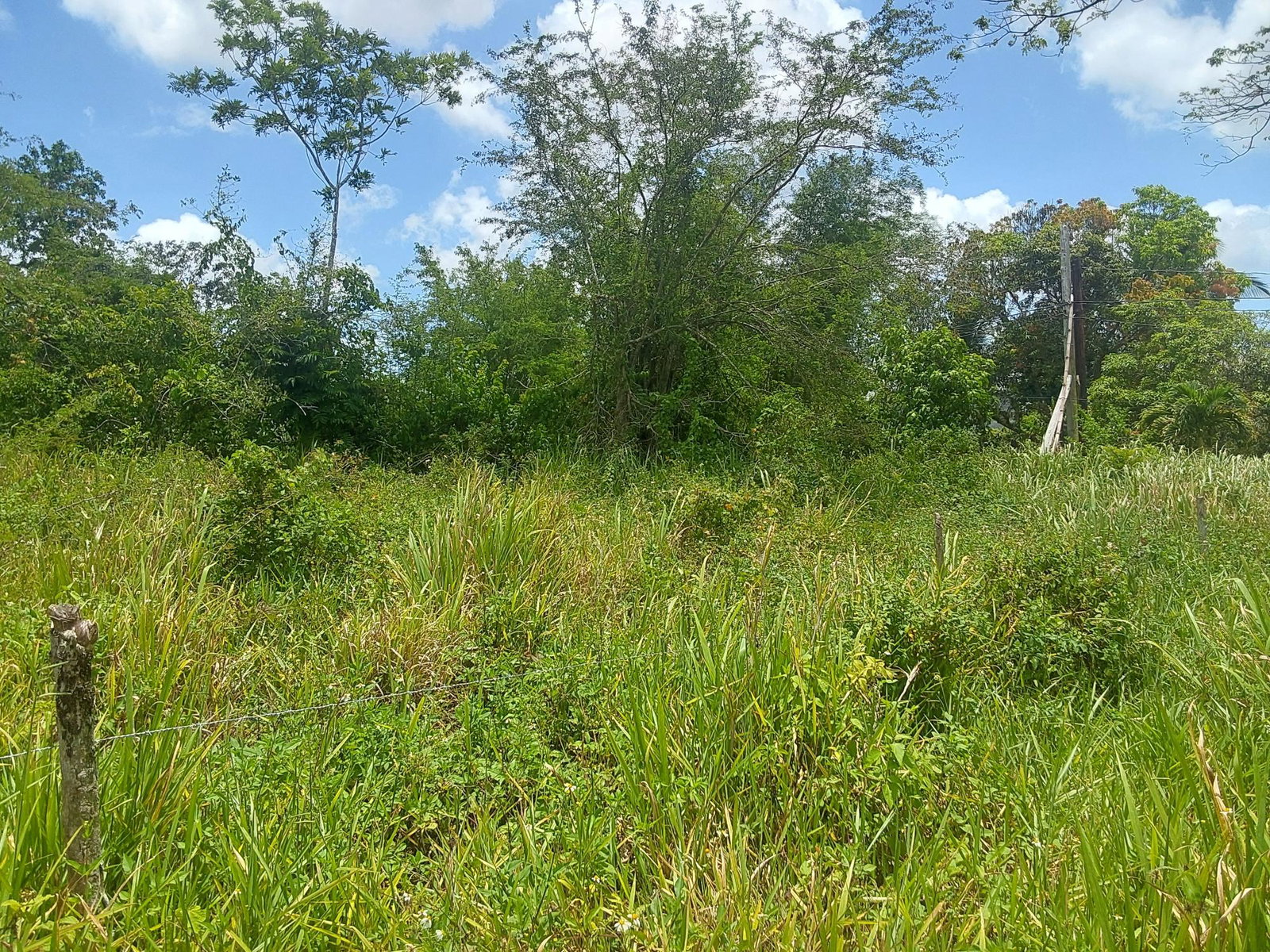 Fourth image of Williamsfield Pen Manches in Williamsfield, Manchester, Jamaica - property is For Sale