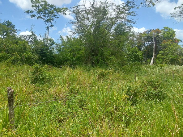 Fourth image of Williamsfield Pen Manches in Williamsfield, Manchester, Jamaica - property is For Sale