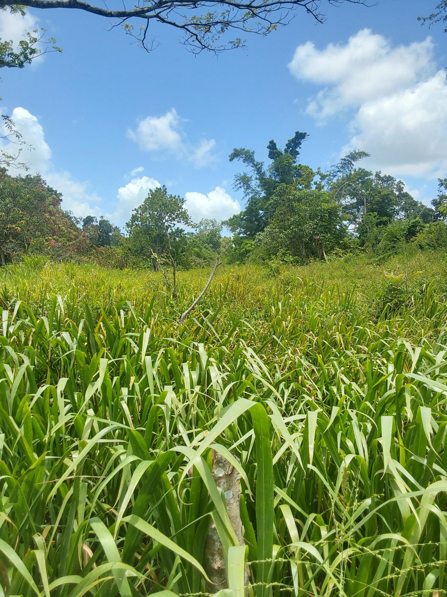 Fifth image of Williamsfield Pen Manches in Williamsfield, Manchester, Jamaica - property is For Sale