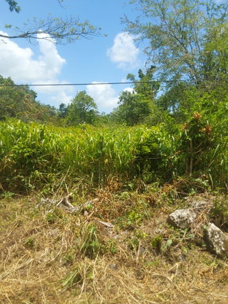 Sixth image of Williamsfield Pen Manches in Williamsfield, Manchester, Jamaica - property is For Sale