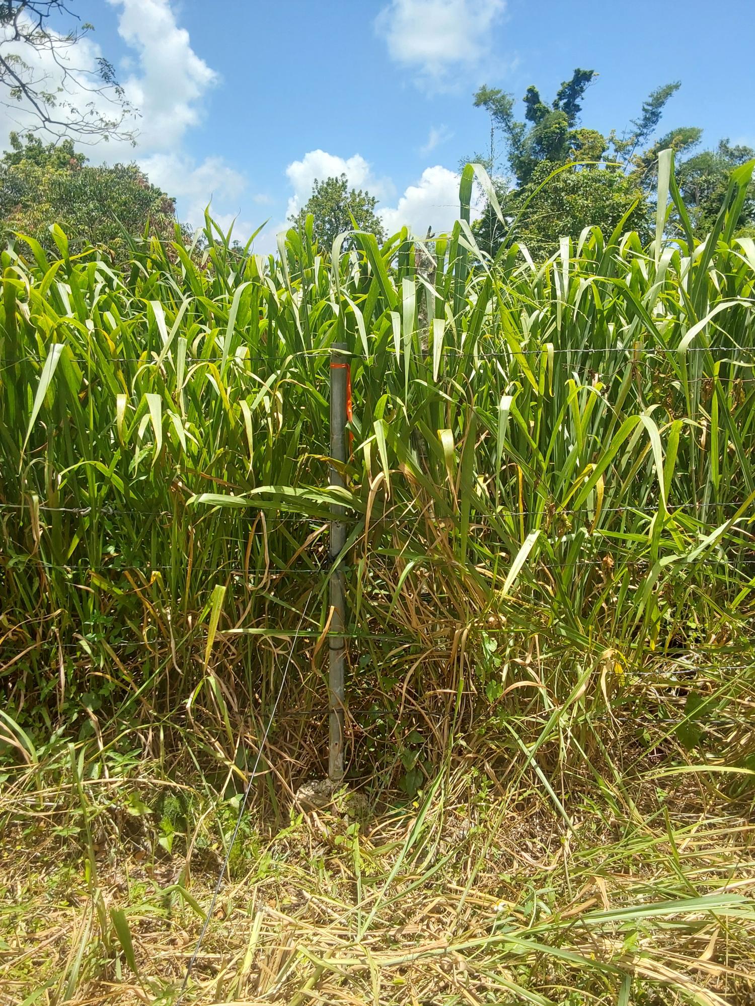 Eighth image of Williamsfield Pen Manches in Williamsfield, Manchester, Jamaica - property is For Sale