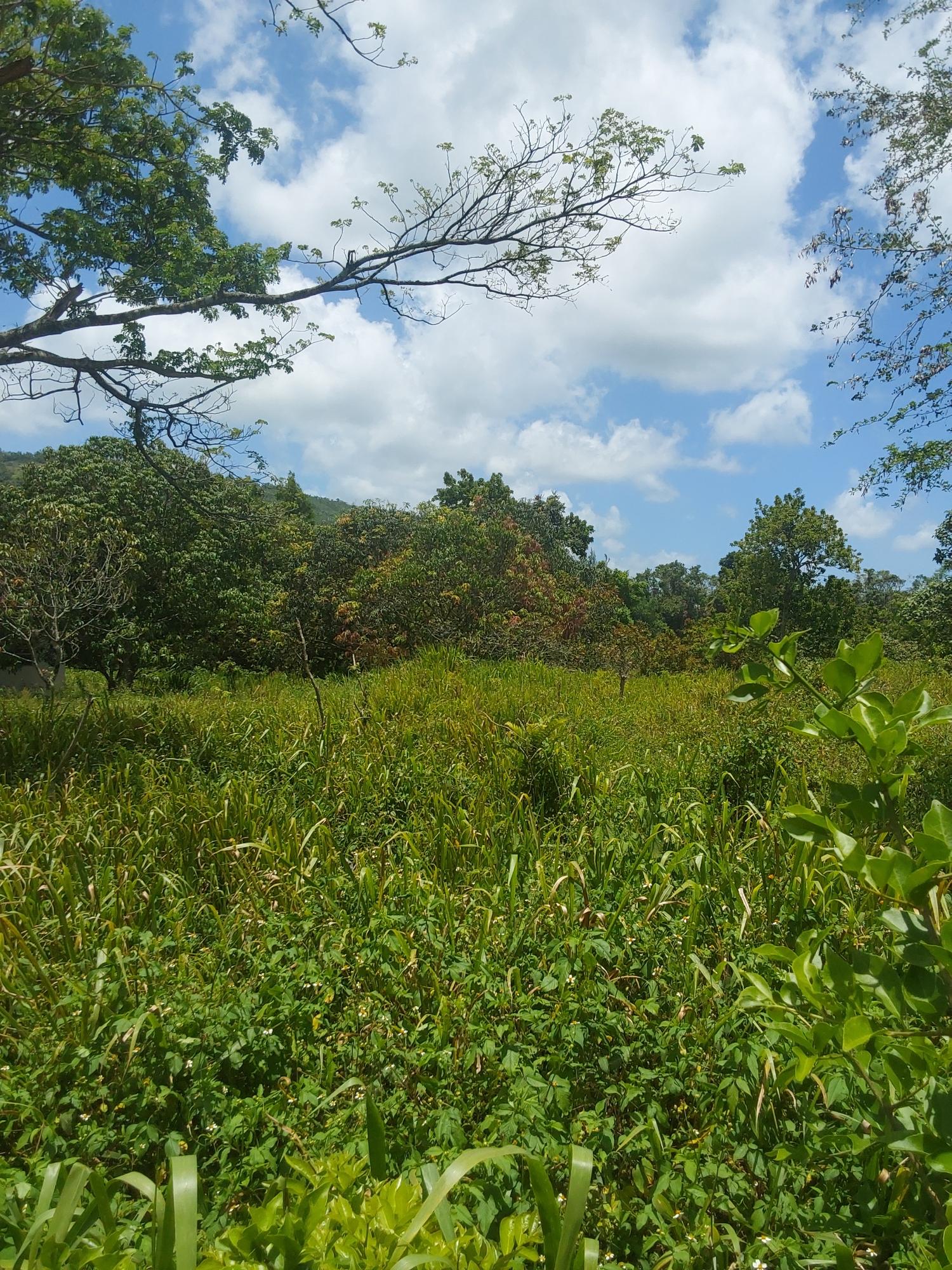 Ninth image of Williamsfield Pen Manches in Williamsfield, Manchester, Jamaica - property is For Sale