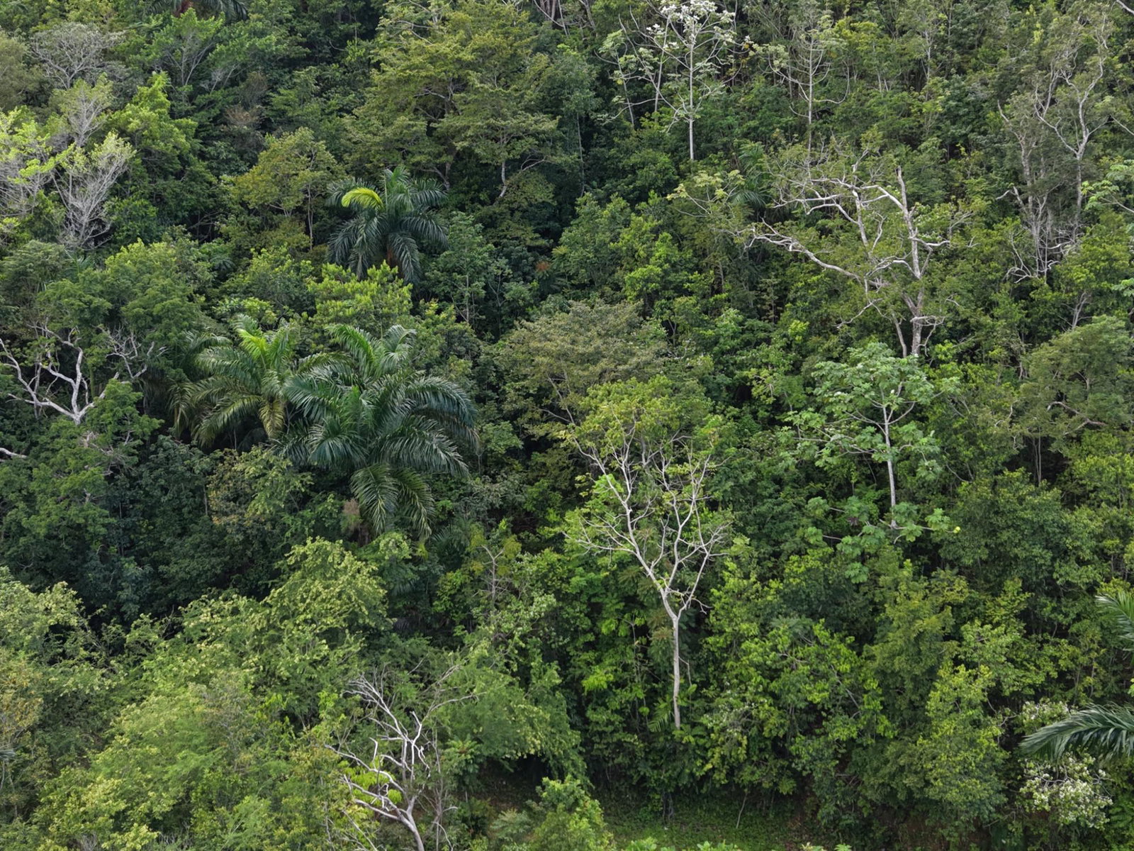 Third image of Breezy Hill in Retreat, St. Mary, Jamaica - property is For Sale