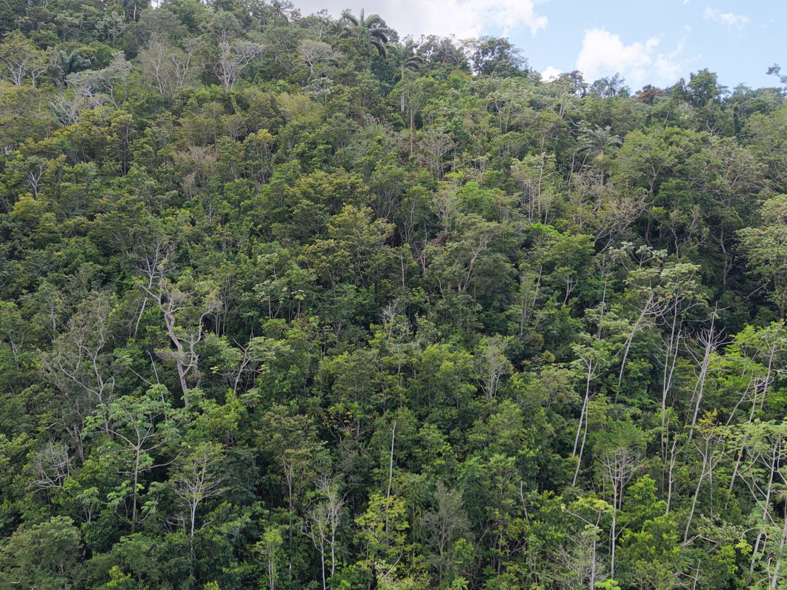 Fourth image of Breezy Hill in Retreat, St. Mary, Jamaica - property is For Sale