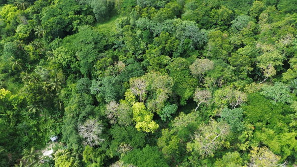 Eighteenth image of Warwick Castle in Gayle, St. Mary, Jamaica - property is For Sale