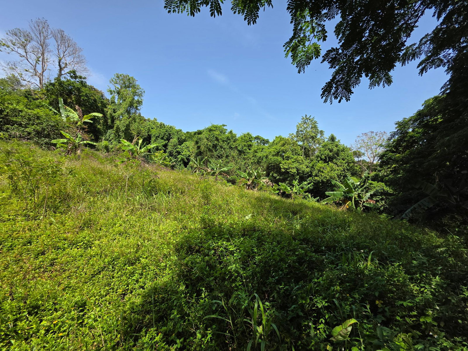 Third image of Warwick Castle in Gayle, St. Mary, Jamaica - property is For Sale