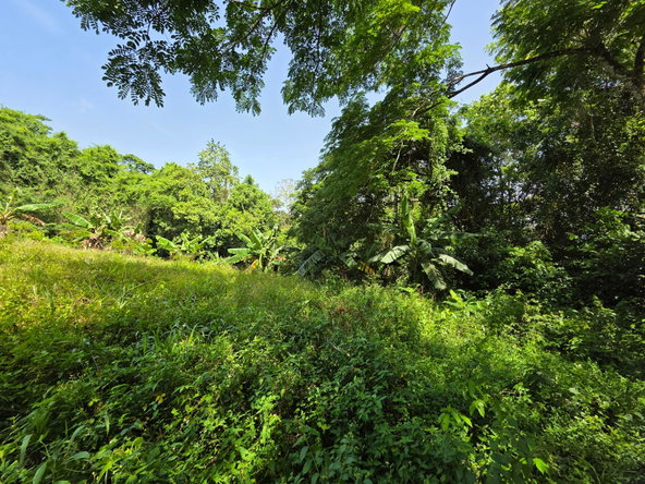 Fourth image of Warwick Castle in Gayle, St. Mary, Jamaica - property is For Sale