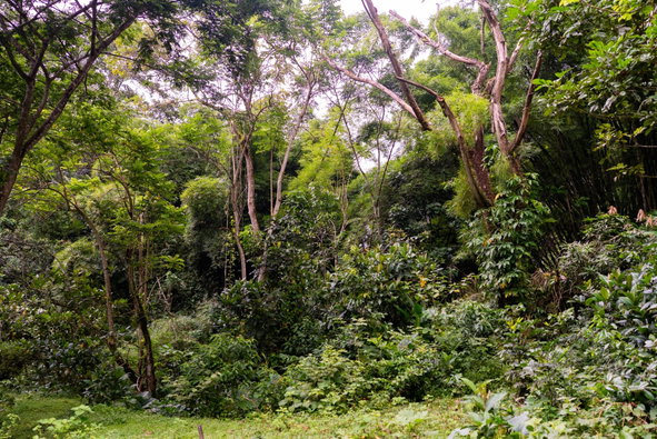 Thirteenth image of Salisbury Plain in Salisbury Plain P.A., St. Andrew, Jamaica - property is For Sale