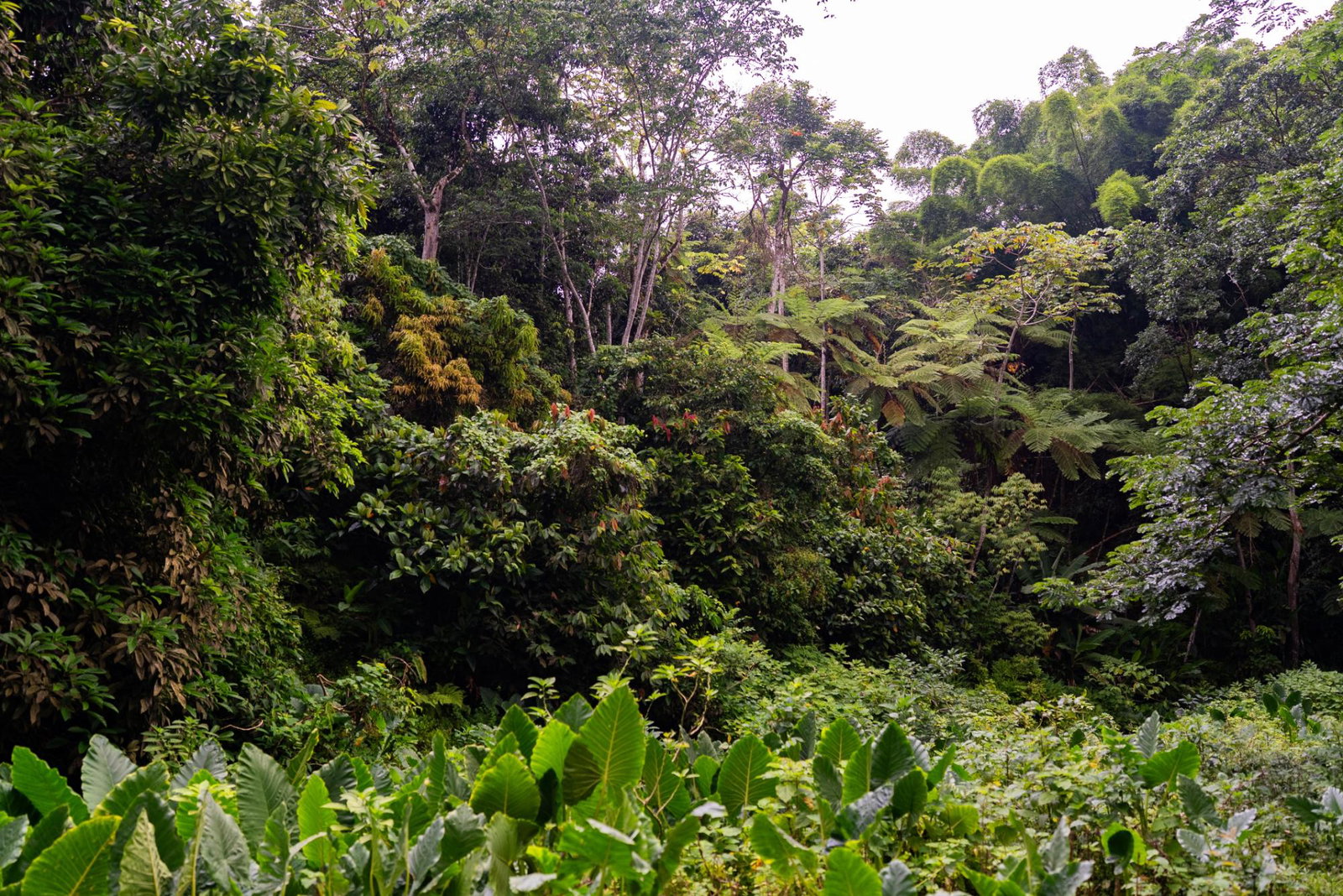 Fourteenth image of Salisbury Plain in Salisbury Plain P.A., St. Andrew, Jamaica - property is For Sale