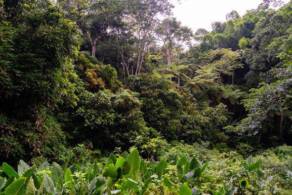 Fourteenth image of Salisbury Plain in Salisbury Plain P.A., St. Andrew, Jamaica - property is For Sale