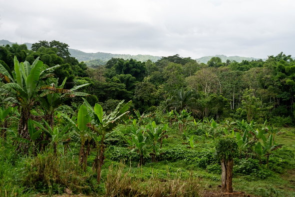 Fifteenth image of Salisbury Plain in Salisbury Plain P.A., St. Andrew, Jamaica - property is For Sale