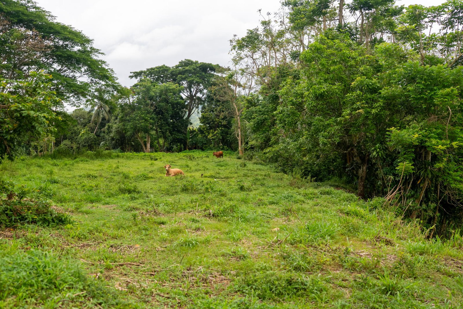 Eighteenth image of Salisbury Plain in Salisbury Plain P.A., St. Andrew, Jamaica - property is For Sale