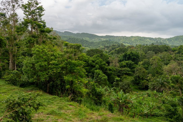 Nineteenth image of Salisbury Plain in Salisbury Plain P.A., St. Andrew, Jamaica - property is For Sale