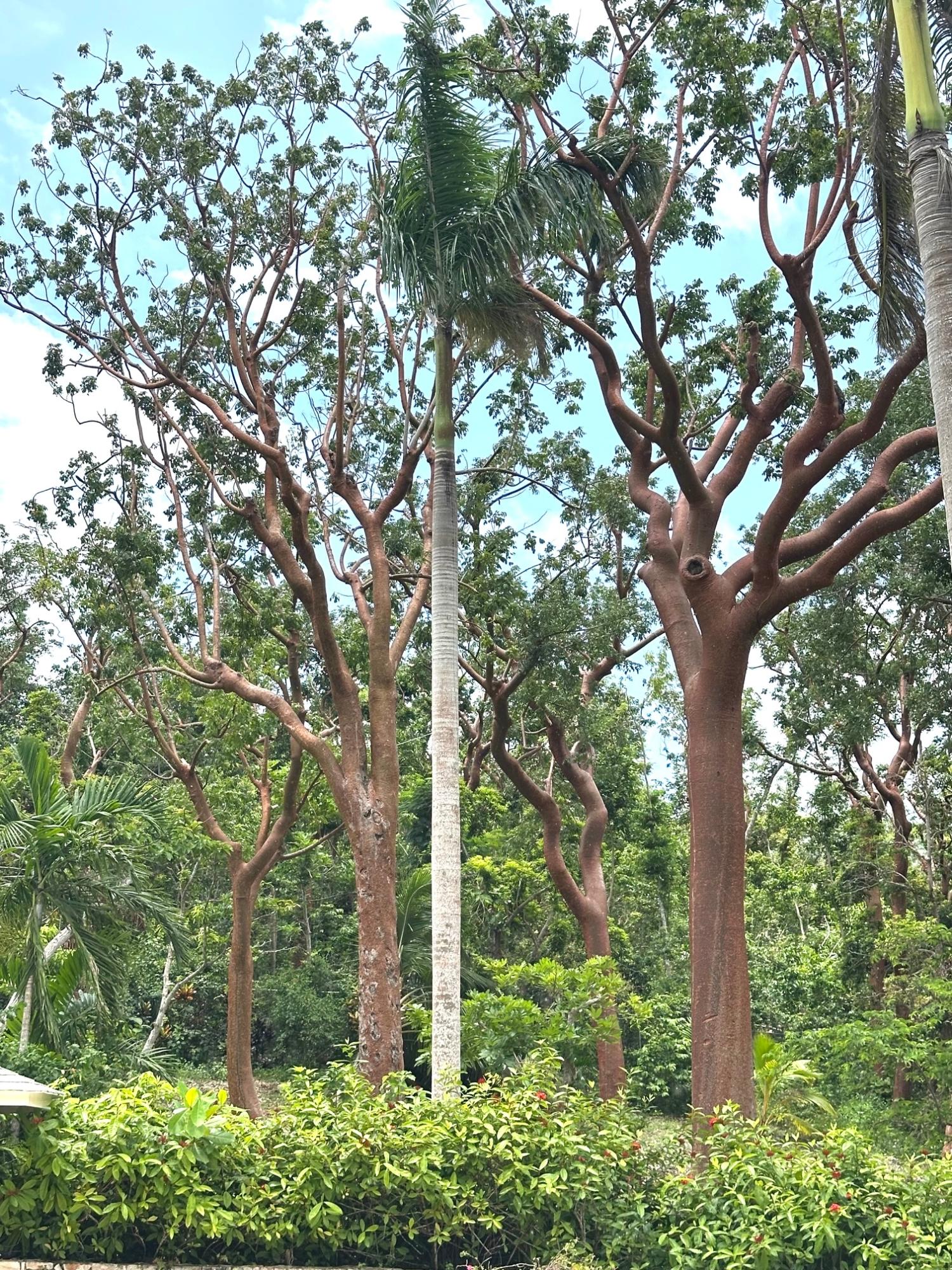 Tenth image of Lot 21- Spring Estate in Montego Bay, St. James, Jamaica - property is For Rent