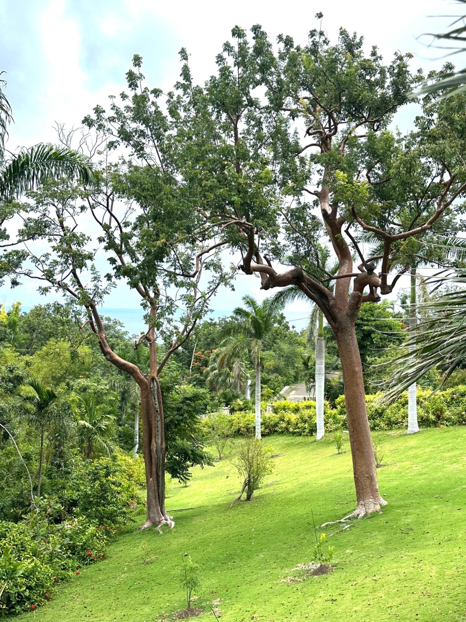 Eleventh image of Lot 21- Spring Estate in Montego Bay, St. James, Jamaica - property is For Rent