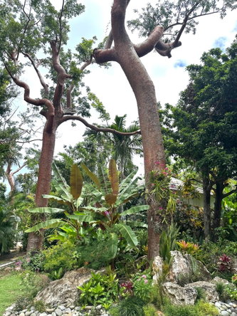 Twenty-Fourth image of Lot 21- Spring Estate in Montego Bay, St. James, Jamaica - property is For Rent