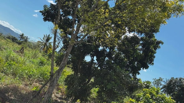 Fifteenth image of Lot 1- Cambria, Linstead in Linstead, St. Catherine, Jamaica - property is For Sale