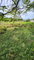 First image of 31 Chang Avenue in May Pen, Clarendon, Jamaica - property is For Sale