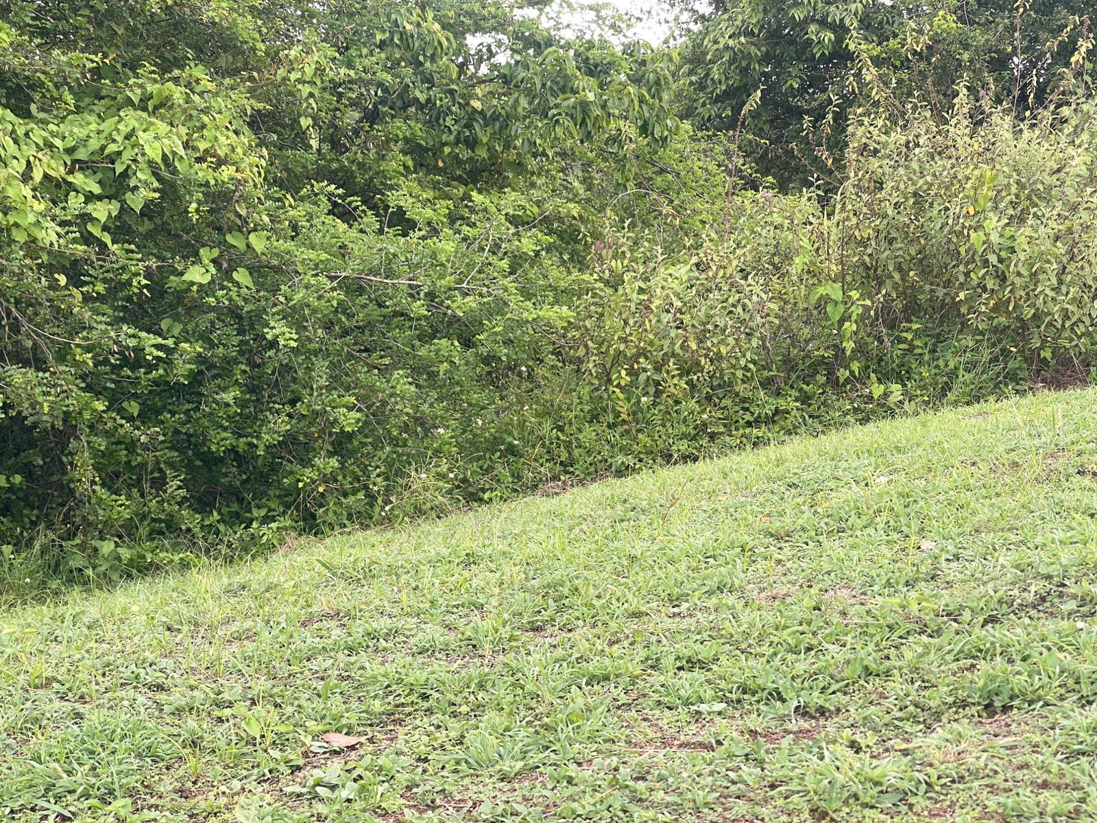 Second image of 8 Negril Estates (jamaica a in Negril, Westmoreland, Jamaica - property is For Sale