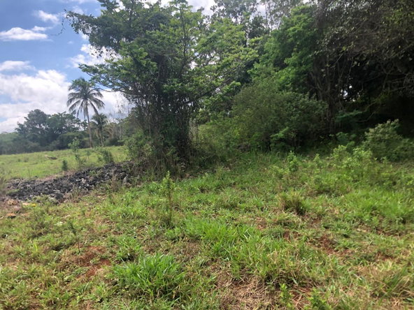Eighth image of Lot 4- Retirement, Malvern , St. in Malvern, St. Elizabeth, Jamaica - property is For Sale