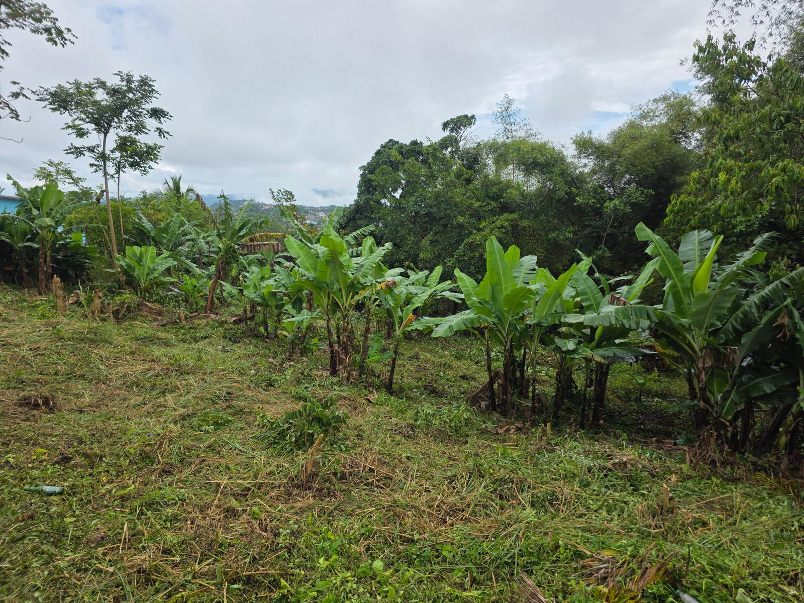 Sixth image of Bloomfield in Mandeville, Manchester, Jamaica - property is For Sale