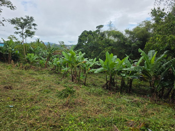 Sixth image of Bloomfield in Mandeville, Manchester, Jamaica - property is For Sale