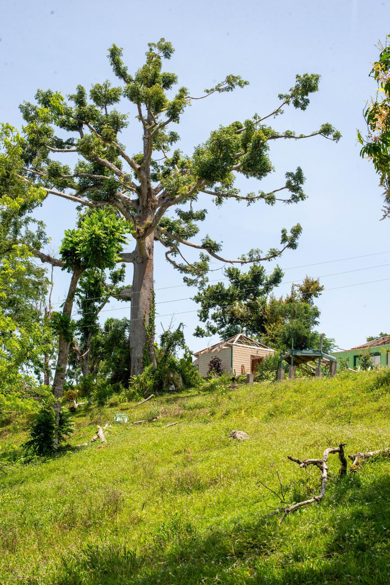 Fourteenth image of Hopewell Plantation, st in St. Leonards, Westmoreland, Jamaica - property is For Sale