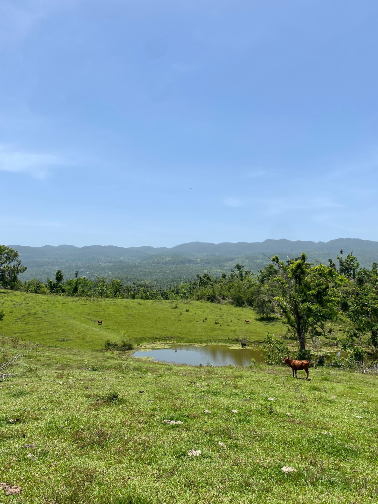 Fifteenth image of Hopewell Plantation, st in St. Leonards, Westmoreland, Jamaica - property is For Sale