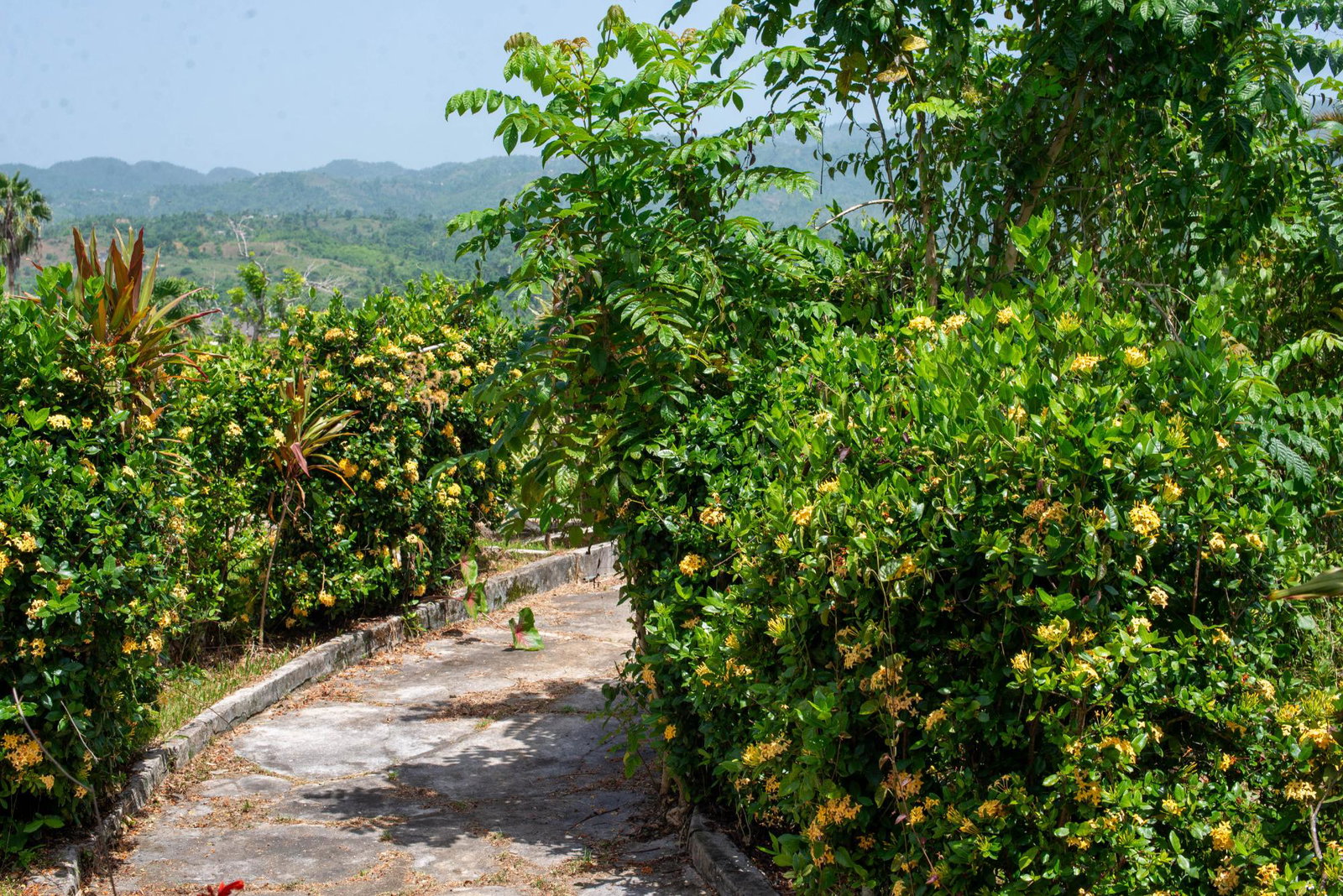 Third image of Hopewell Plantation, st in St. Leonards, Westmoreland, Jamaica - property is For Sale