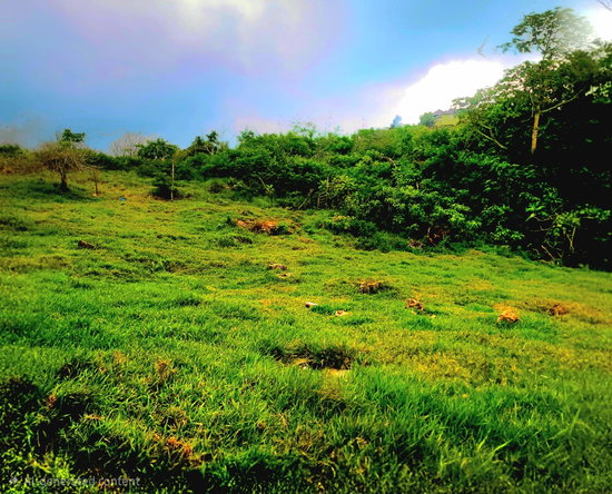 Eighth image of Red Bank Close/philham dr in Hatfield, Manchester, Jamaica - property is For Sale