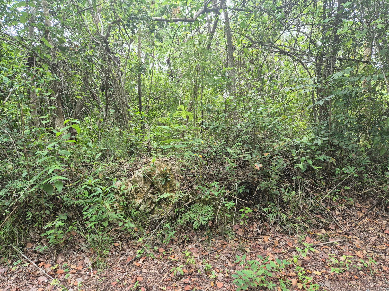 Fourth image of 433 Barry And Lloyds in Guanaboa Vale, St. Catherine, Jamaica - property is For Sale