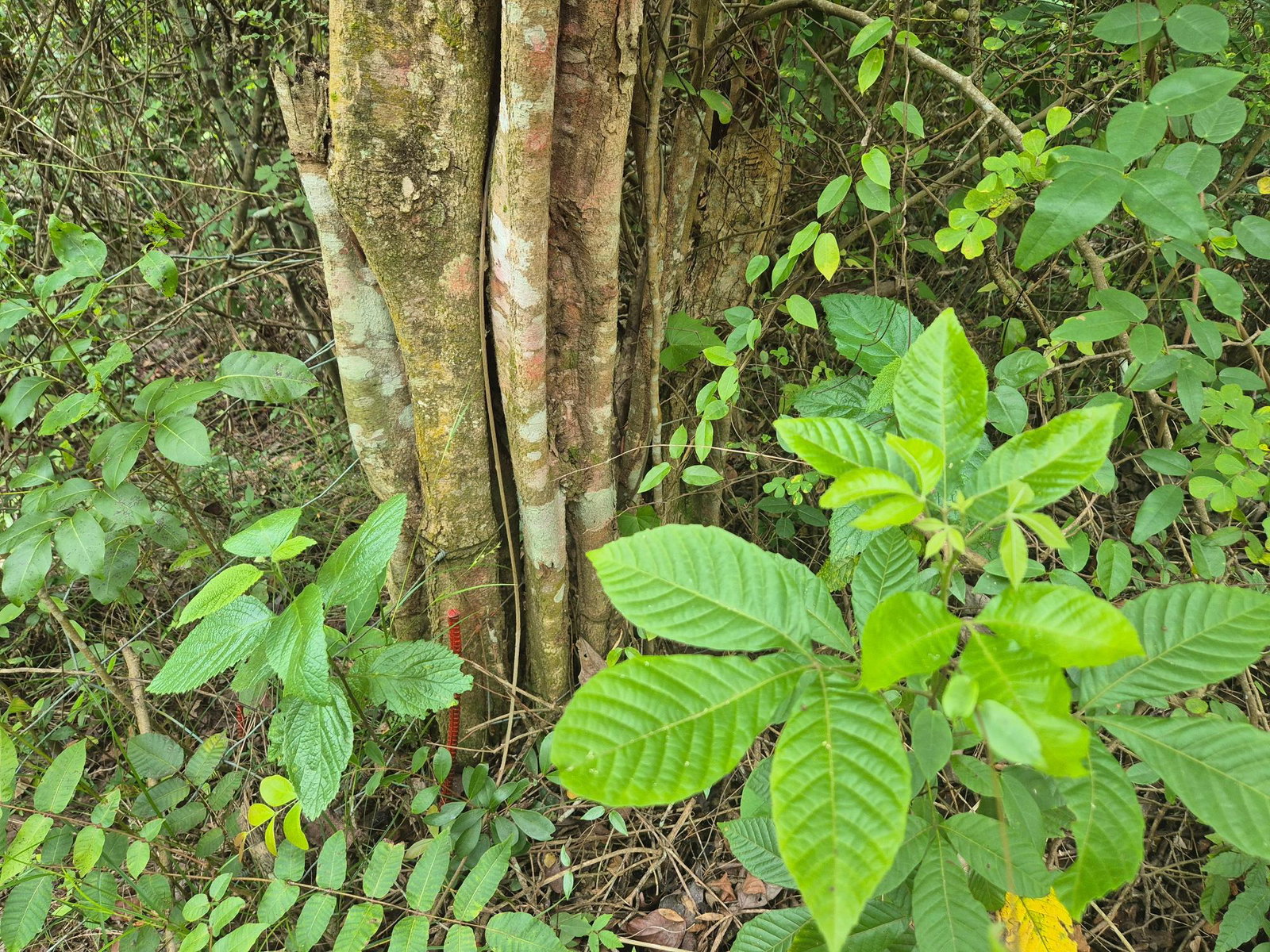 Fifth image of 433 Barry And Lloyds in Guanaboa Vale, St. Catherine, Jamaica - property is For Sale