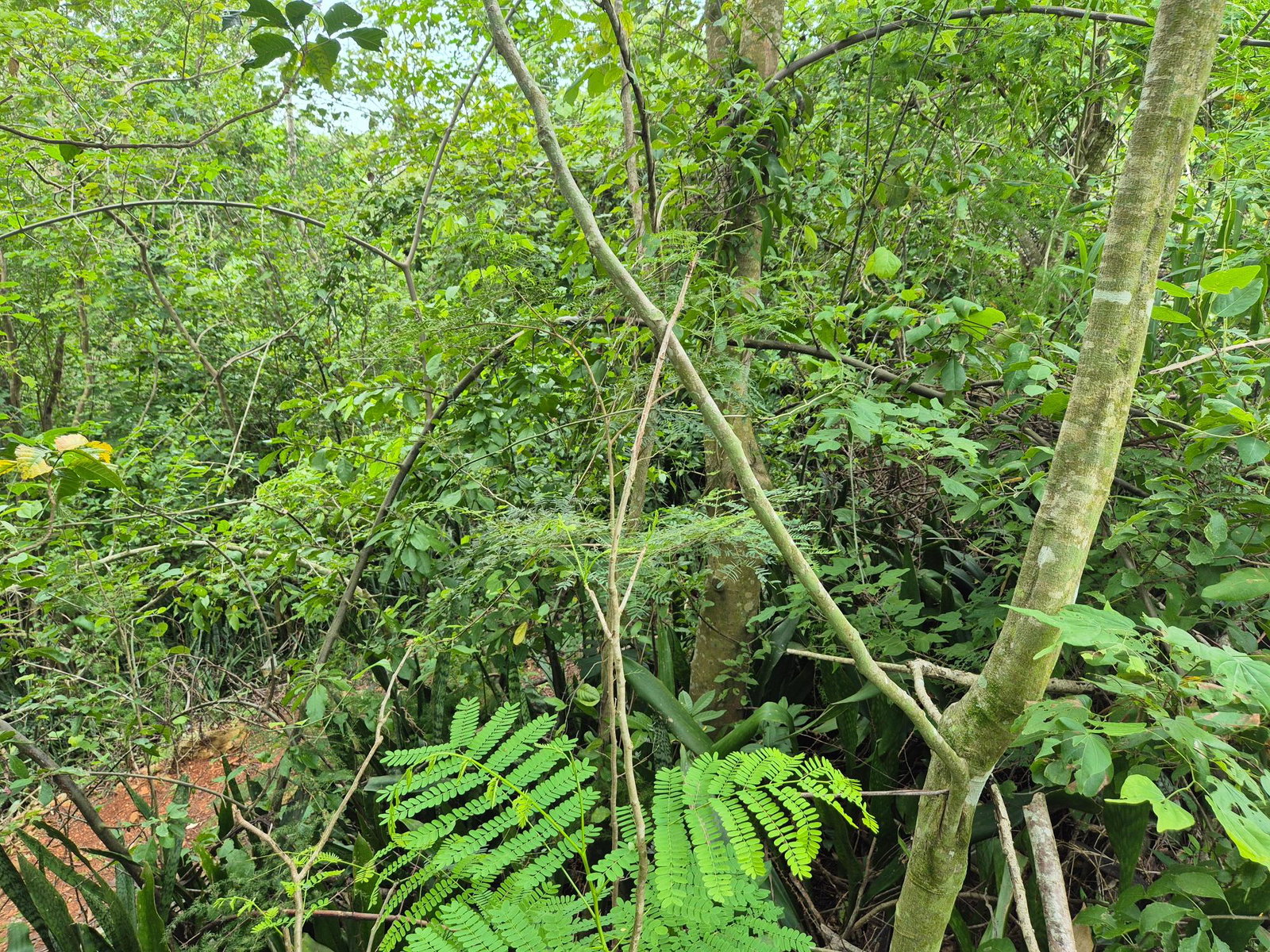 Sixth image of 433 Barry And Lloyds in Guanaboa Vale, St. Catherine, Jamaica - property is For Sale