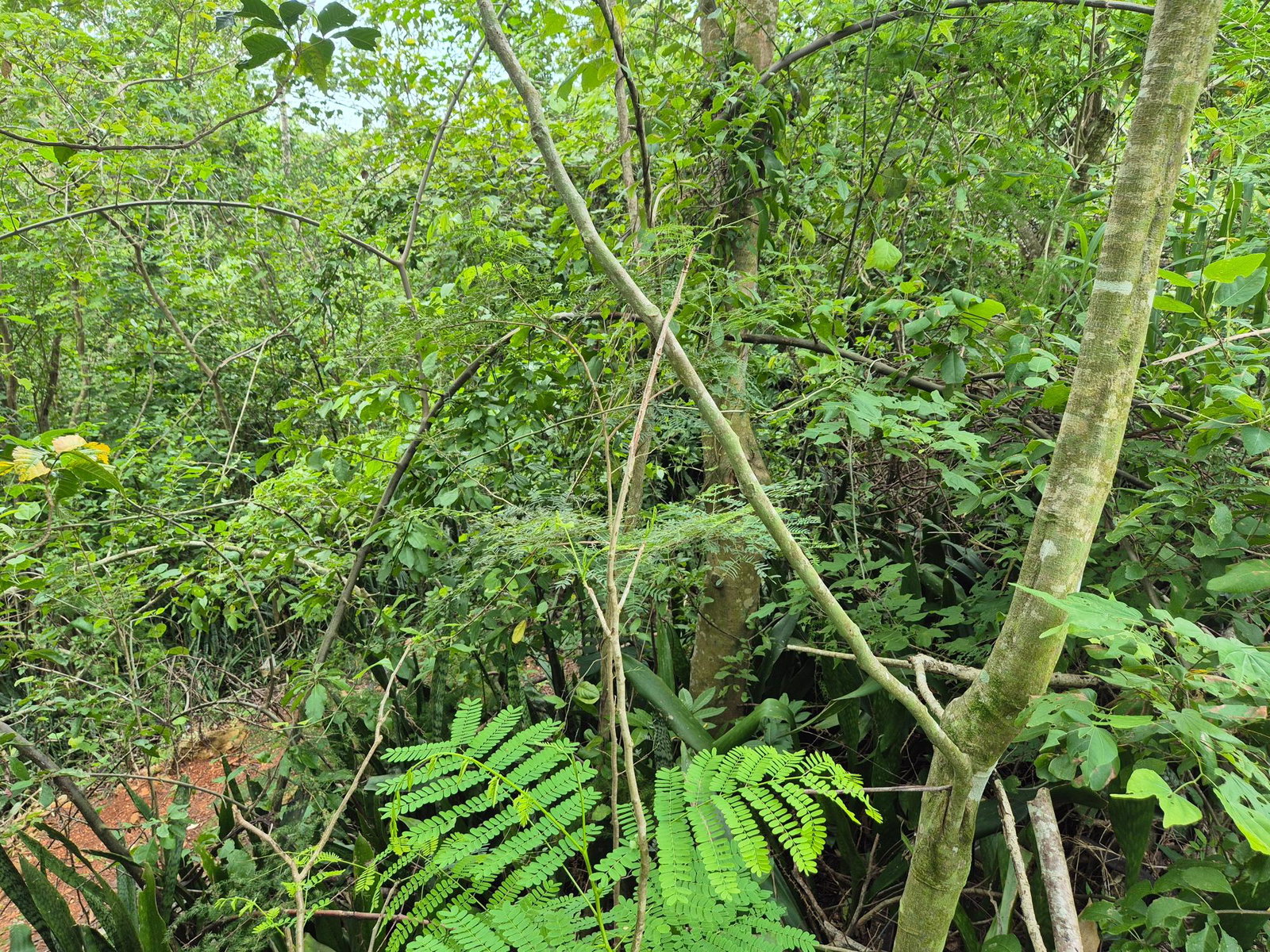 Seventh image of 433 Barry And Lloyds in Guanaboa Vale, St. Catherine, Jamaica - property is For Sale