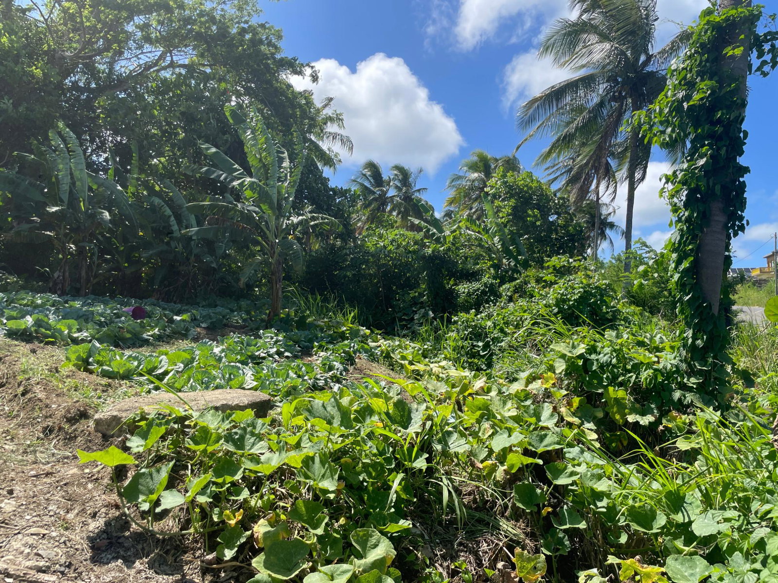 Twelfth image of 16 Sea View, Highgate in Highgate, St. Mary, Jamaica - property is For Sale