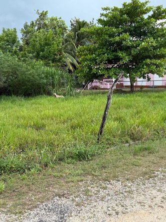 Fourth image of 21 Sunny Heights, Thornton in Thornton, St. Elizabeth, Jamaica - property is For Sale