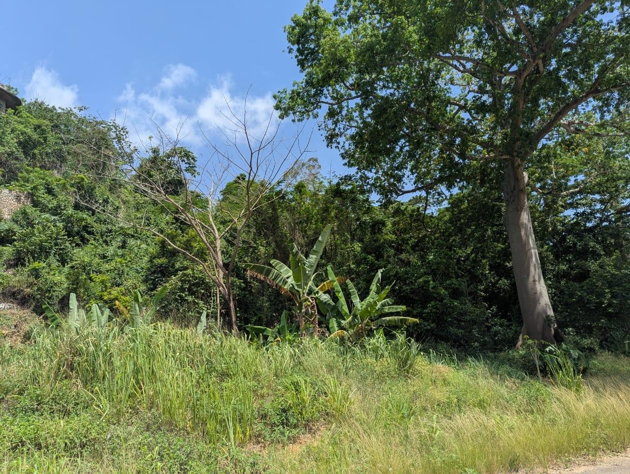 Eighth image of Maverley Mountain in Red Hills, St. Andrew, Jamaica - property is For Sale