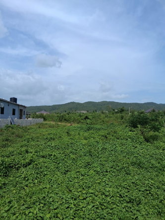 Tenth image of Lot 329 Palmbrook Estate in Lacovia, St. Elizabeth, Jamaica - property is For Sale