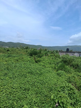 Fourth image of Lot 329 Palmbrook Estate in Lacovia, St. Elizabeth, Jamaica - property is For Sale