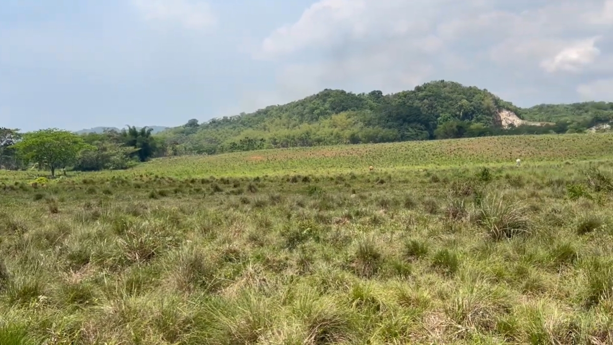 Third image of Mint Estate, Grange Hill, in Grange Hill, Westmoreland, Jamaica - property is For Sale