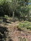 First image of Hard Bargin in Charles Town, St. Mary, Jamaica - property is For Sale